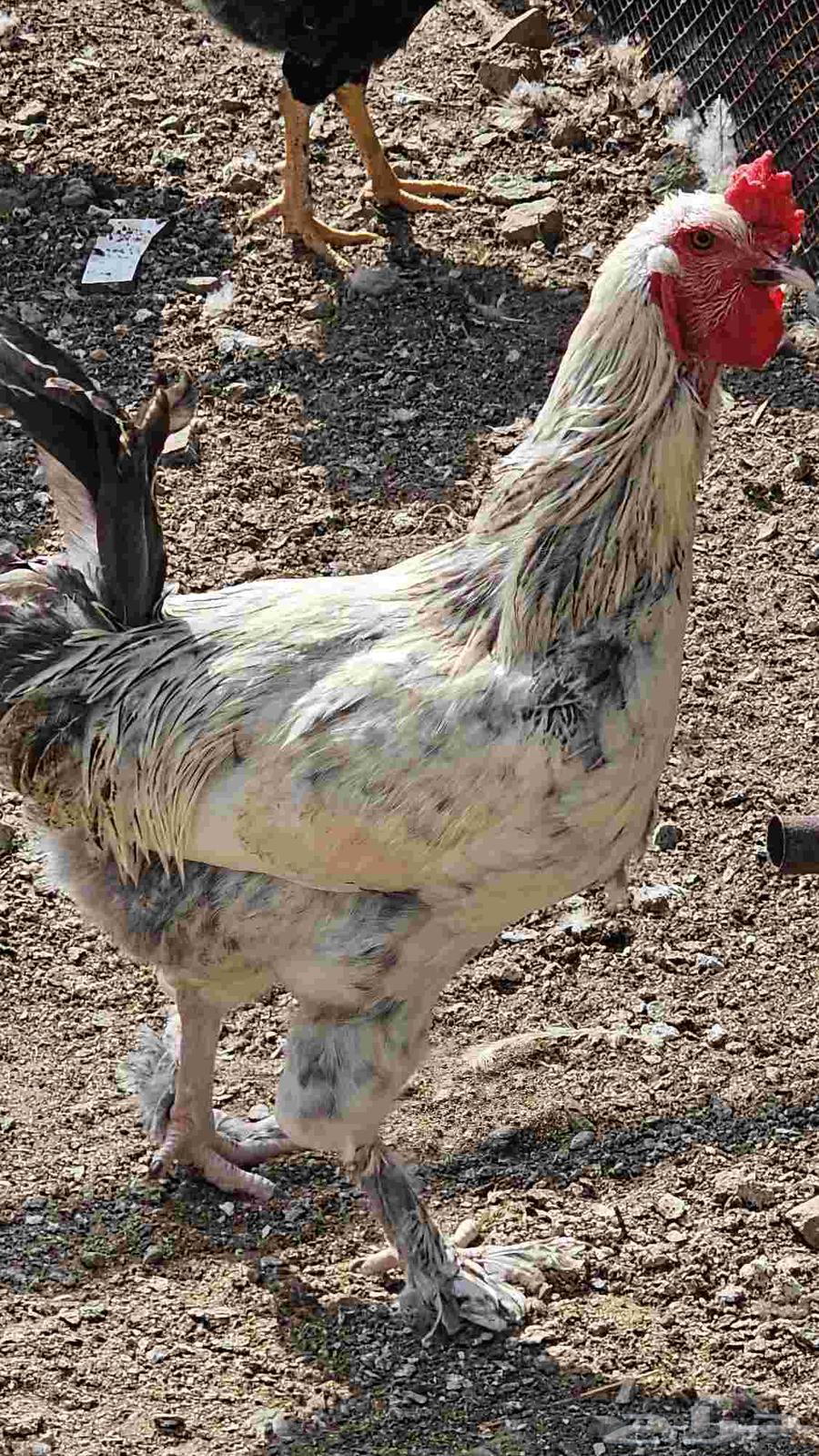 ديوك بلدي عمر 7 شهور السعر 40 ريال64624290861313113