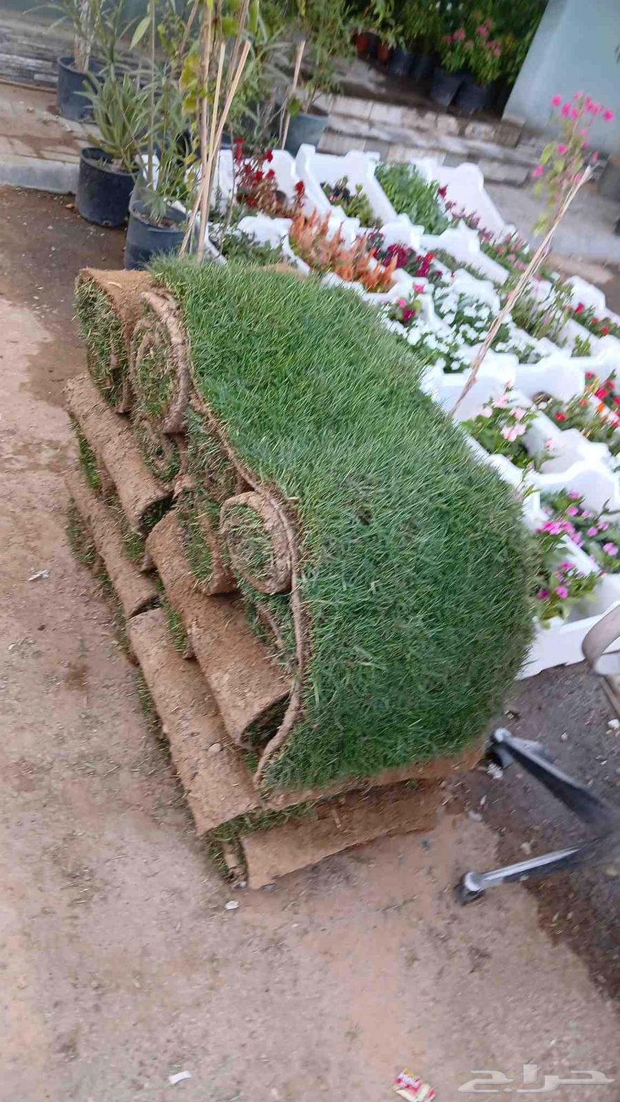 ثيل طبيعي64161177590914114