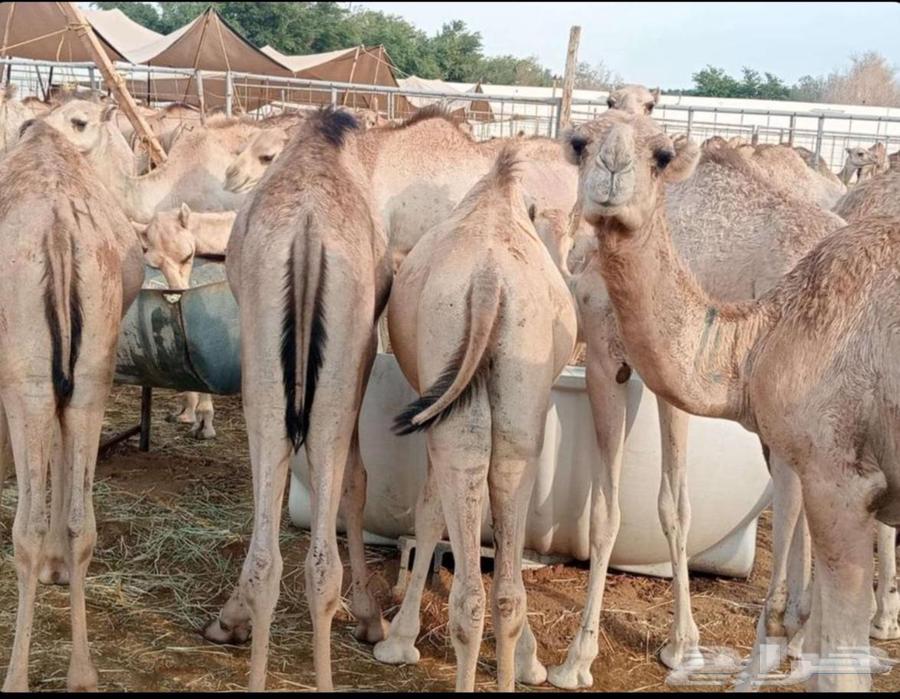 Somali Goat Qaadan Mafarid, Al-Rahman Blessing64619717555585113