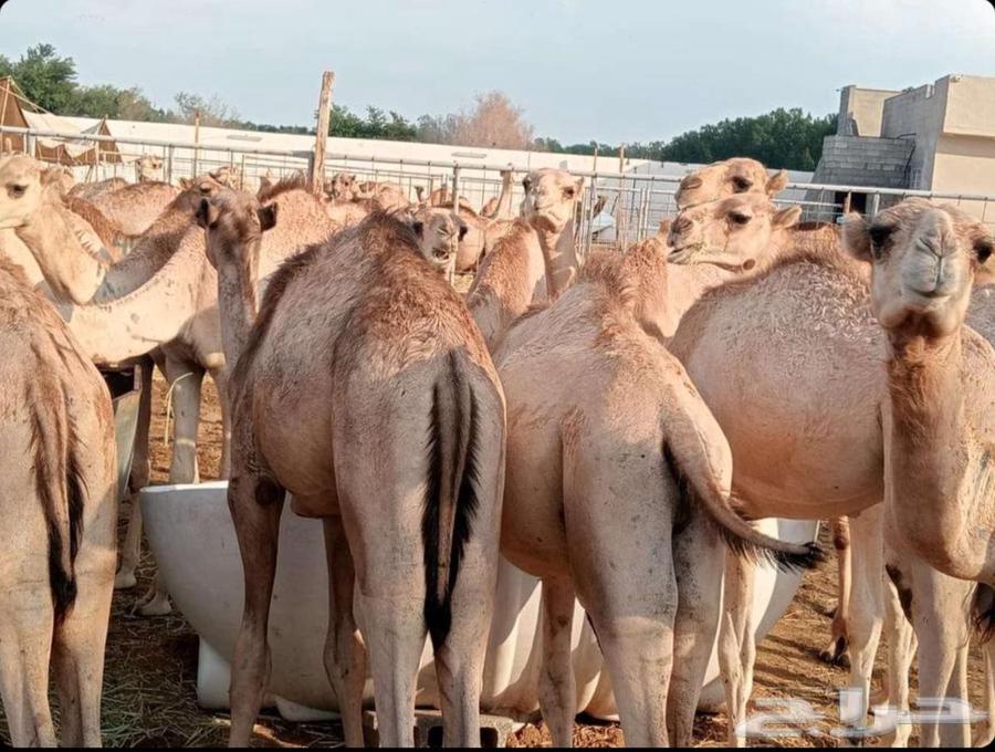 Somali Goat Qaadan Mafarid, Al-Rahman Blessing64619717555585112