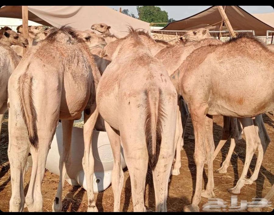 Somali Goat Qaadan Mafarid, Al-Rahman Blessing64619717555585111