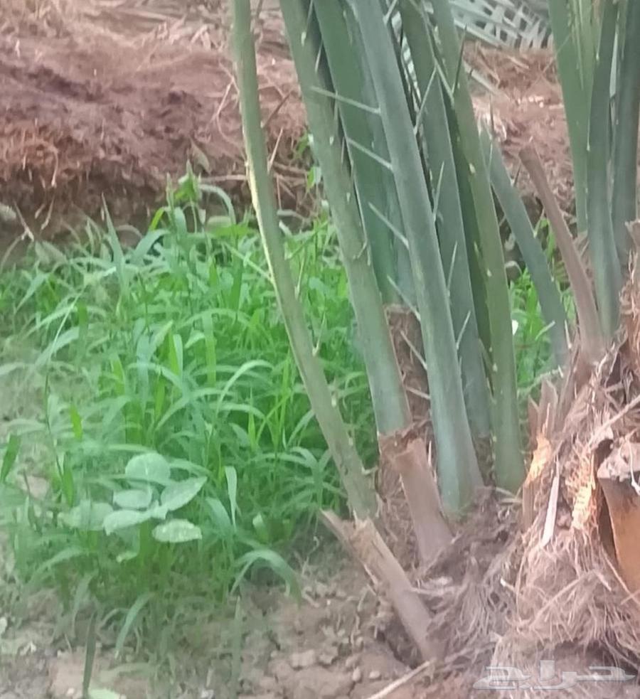 فسايل نخل .. صنو... نخل64618351556353110