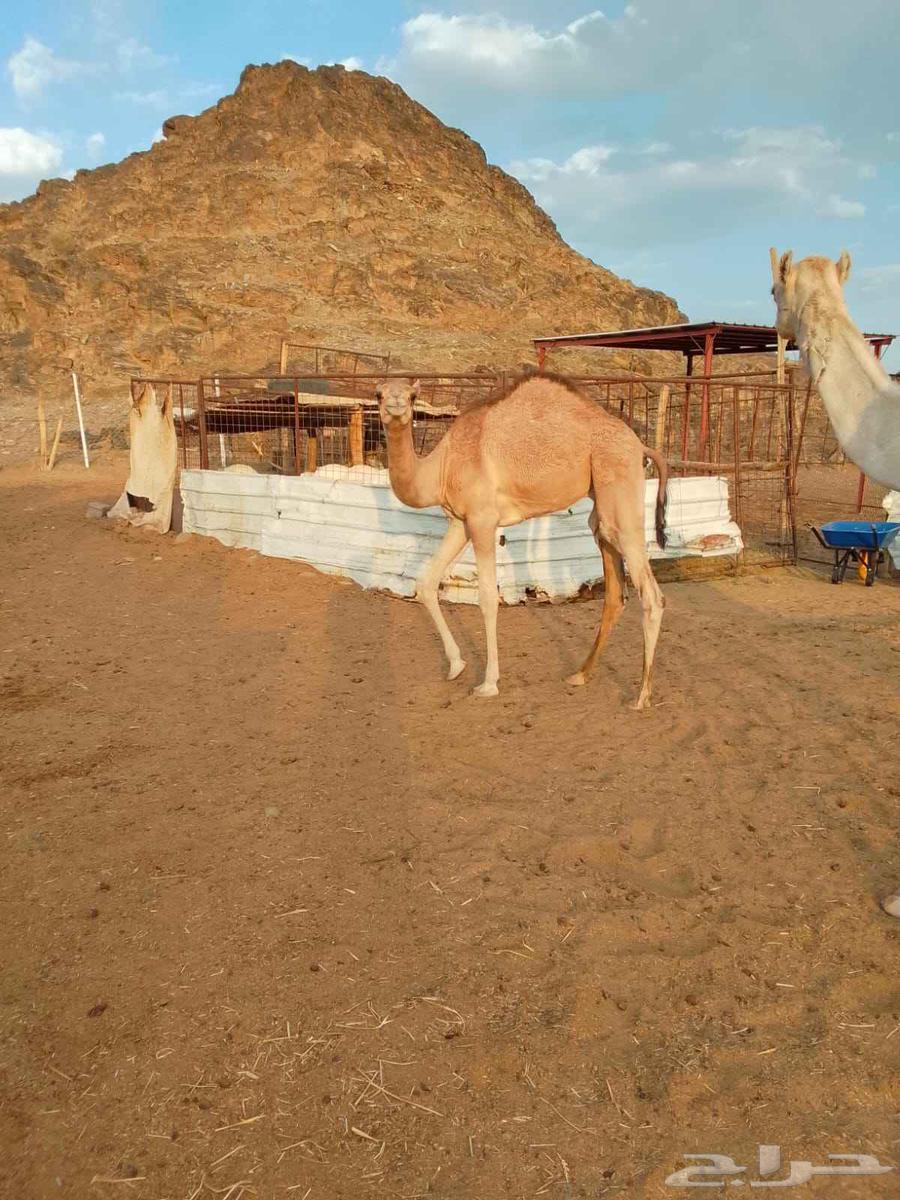 قعود للبيع64622737581313110