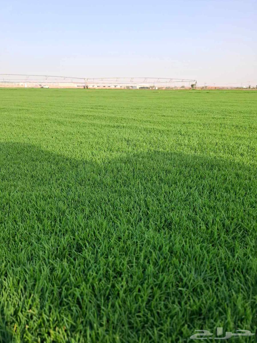 تيل سي 2000 صافي وطبيعي درجة الموقع الخرج64622339362433114