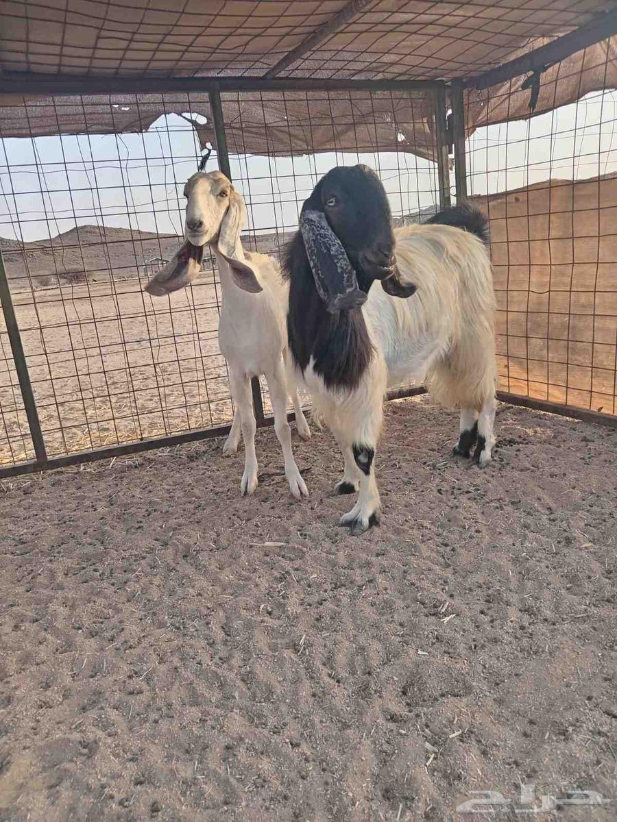 تيس وجفره مضرع اسنانهم رباع ( الجفرة انباعت وباقي التيس )64624437731970111