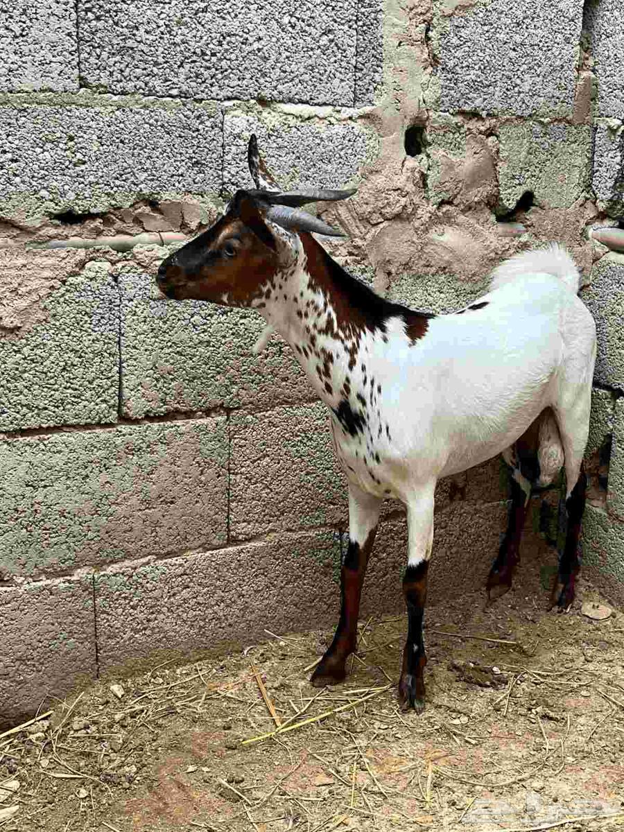 تيس للبيع (محايل عسير)64620404820227111