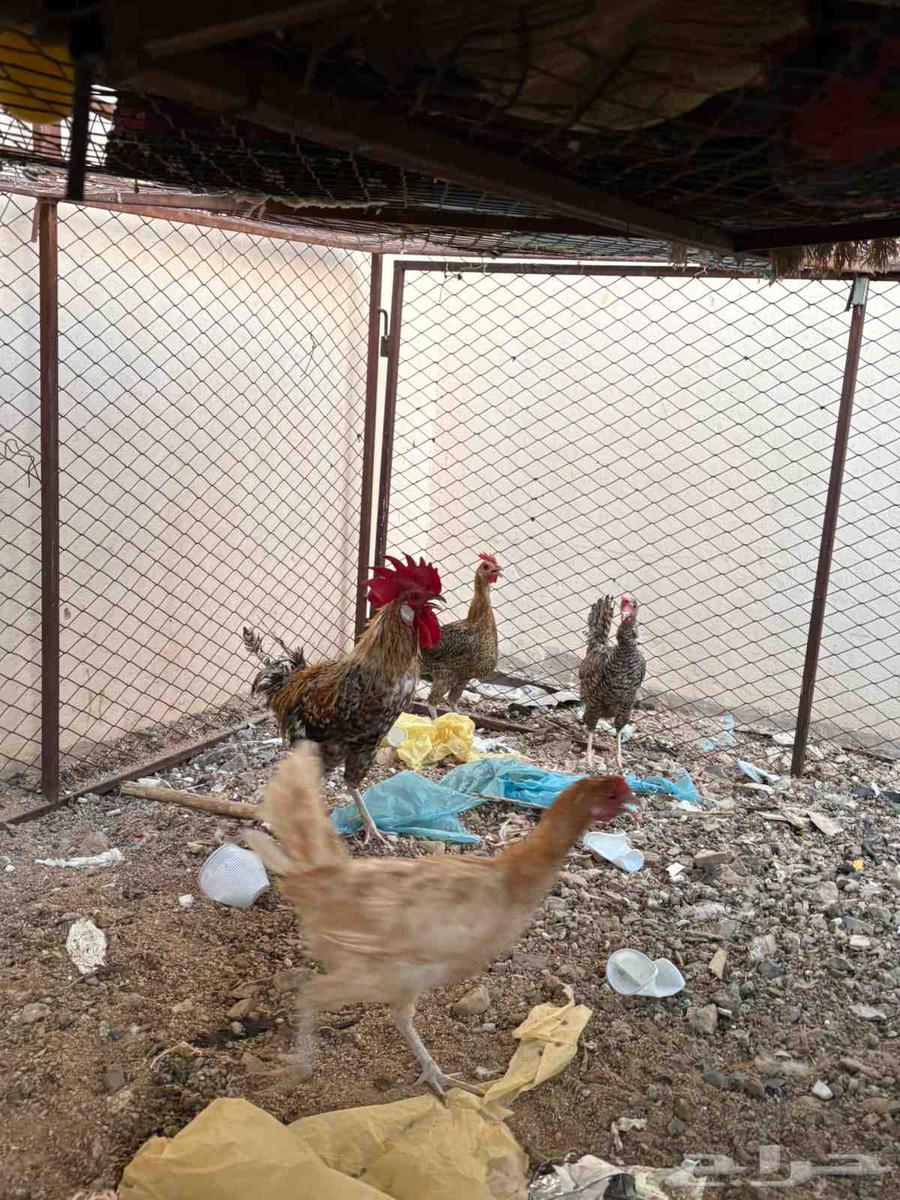 للبيع دجاج64622638068867110