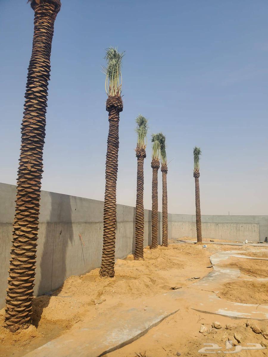 لبيع وشراء جميع انواع. النخيل فروخ وجثايث عربي وواشنطني64622737628035113