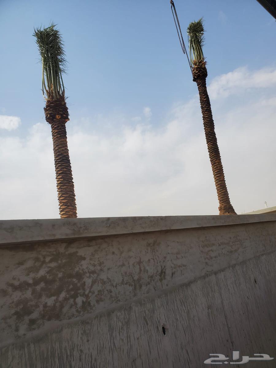 لبيع وشراء جميع انواع. النخيل فروخ وجثايث عربي وواشنطني64622737628035112