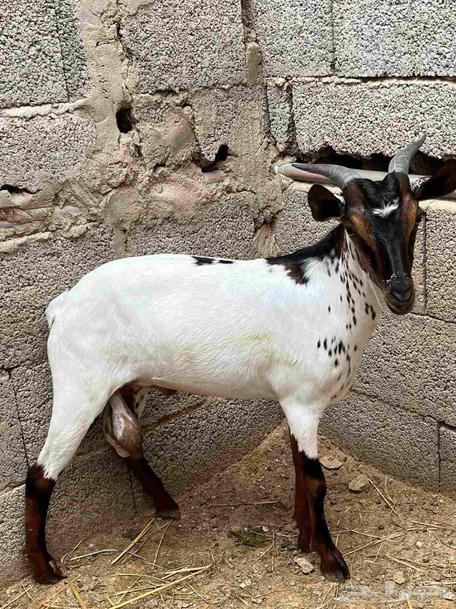 تيس للبيع (محايل عسير)64620404820227110