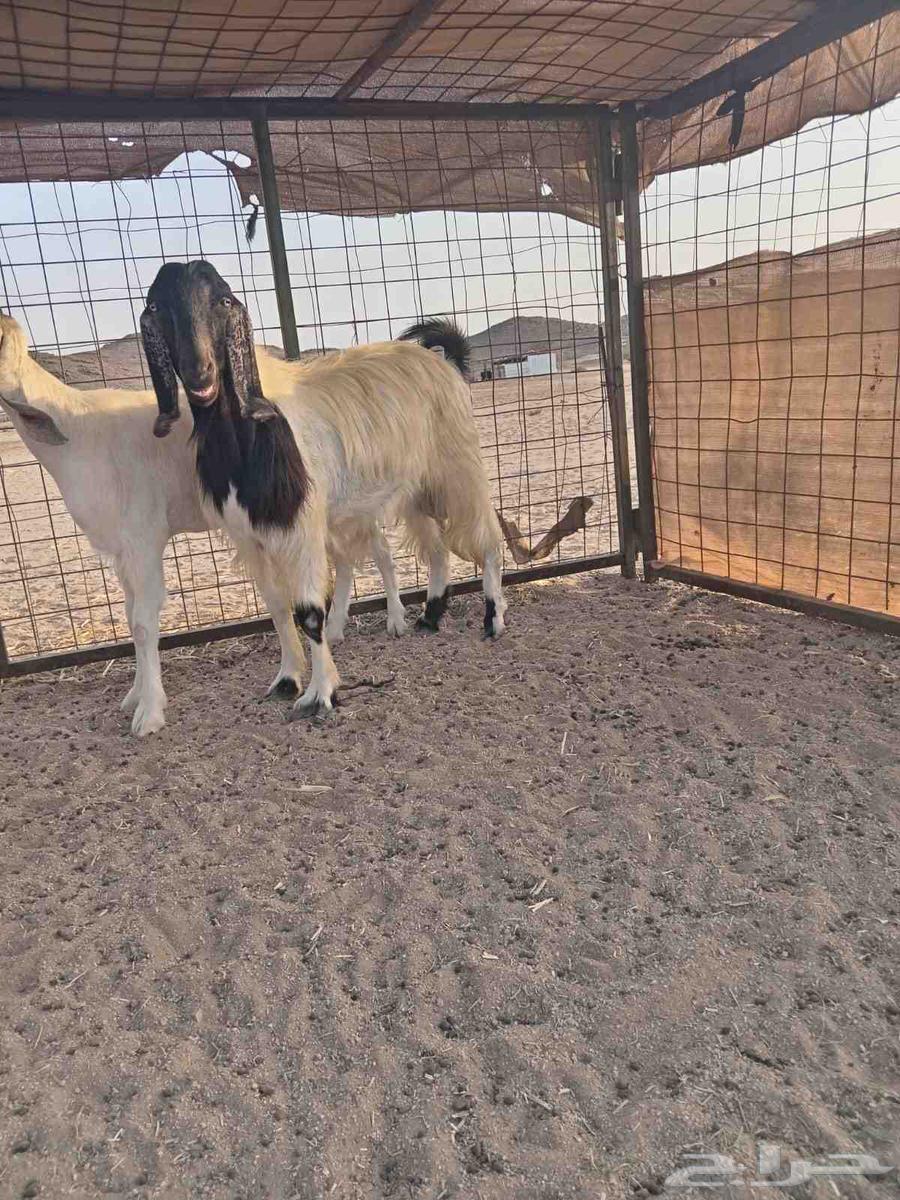 تيس وجفره مضرع اسنانهم رباع ( الجفرة انباعت وباقي التيس )64624437731970110