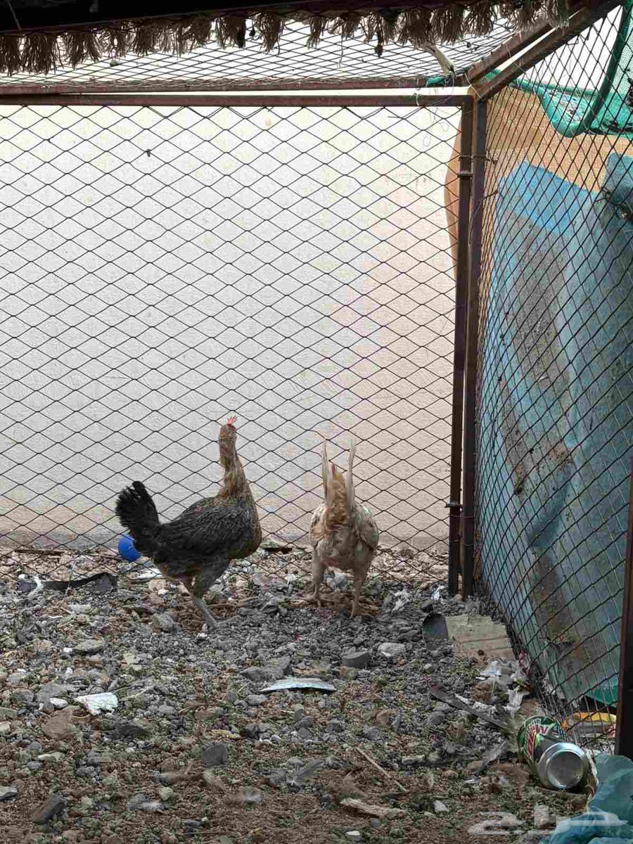 للبيع دجاج64622638068867112