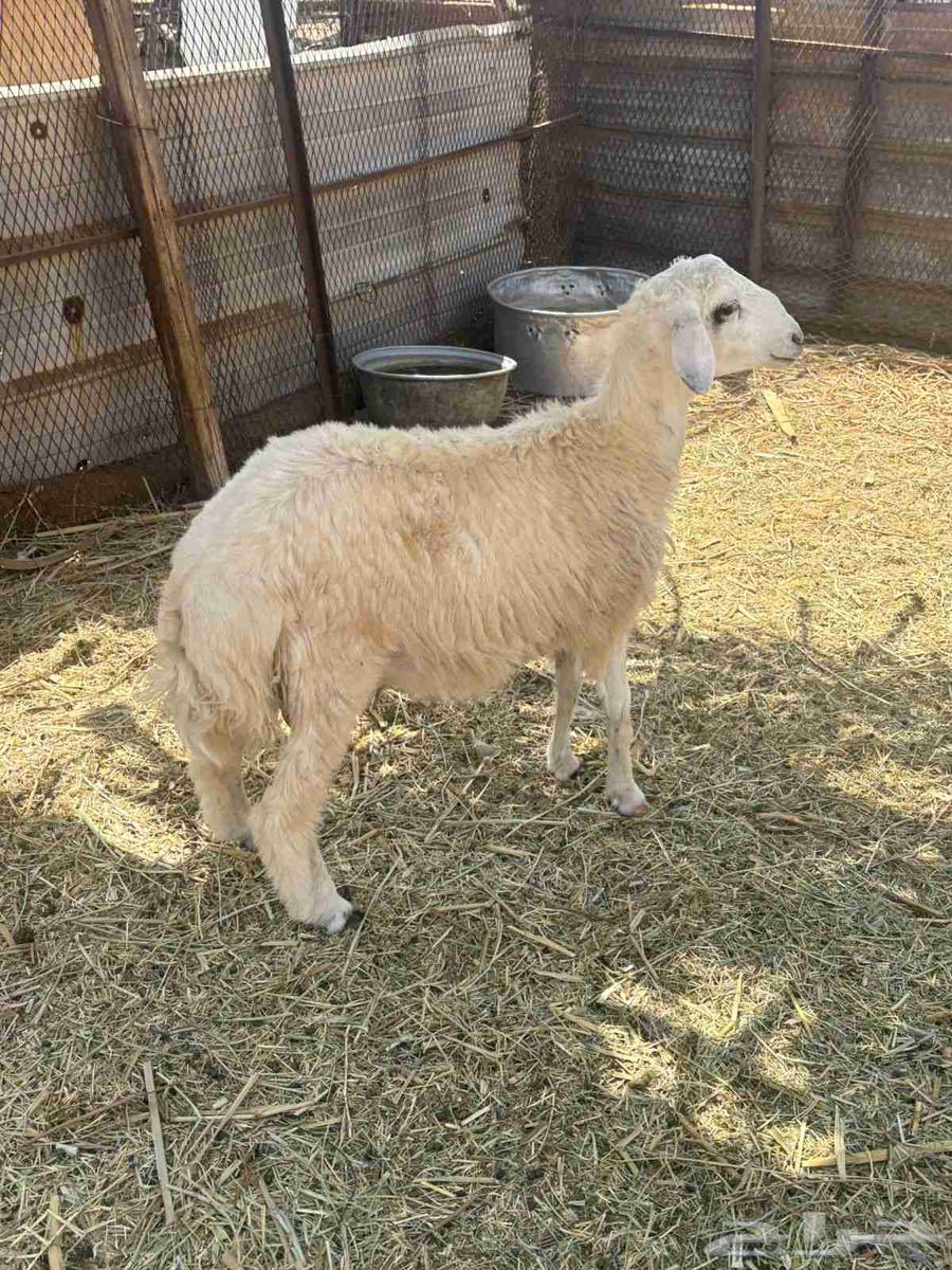 طلي للبيع64620805186818112