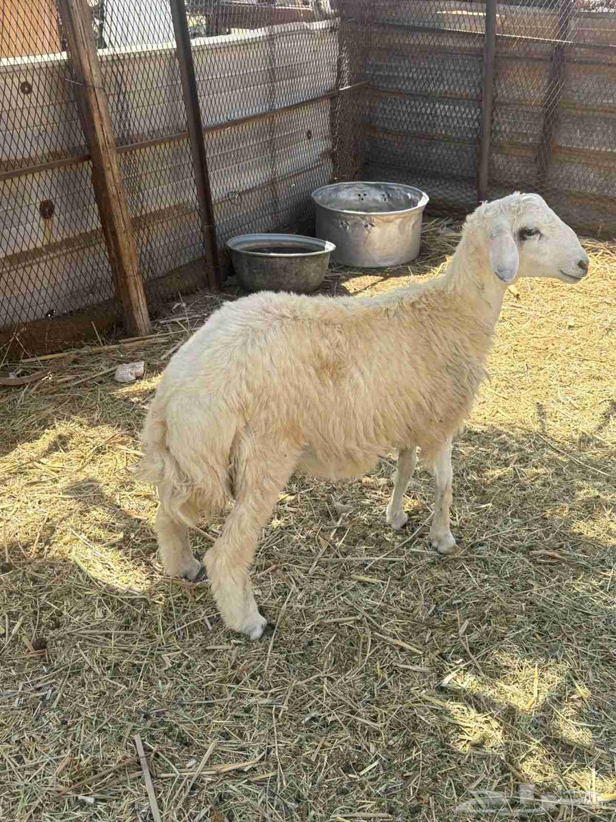 طلي للبيع64620805186818111