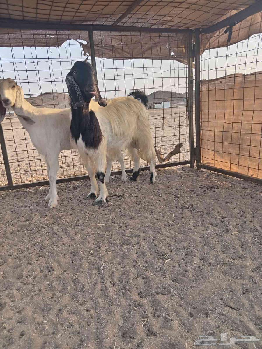 تيس وجفره مضرع اسنانهم رباع ( الجفرة انباعت وباقي التيس )64624437731970112