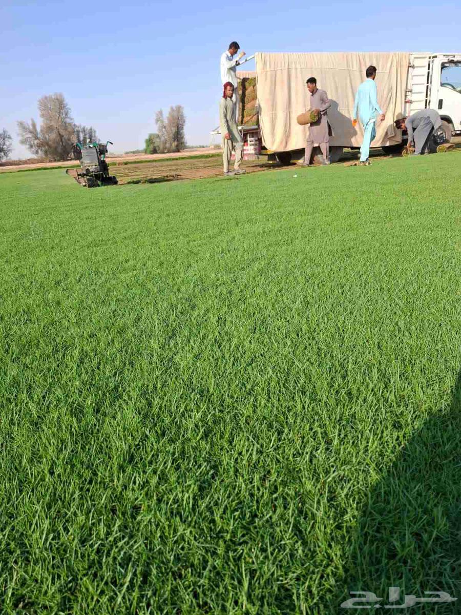 ثيل سي 2000طبيعي وصافي وطبيعي الموقع الخرج64622388694147114