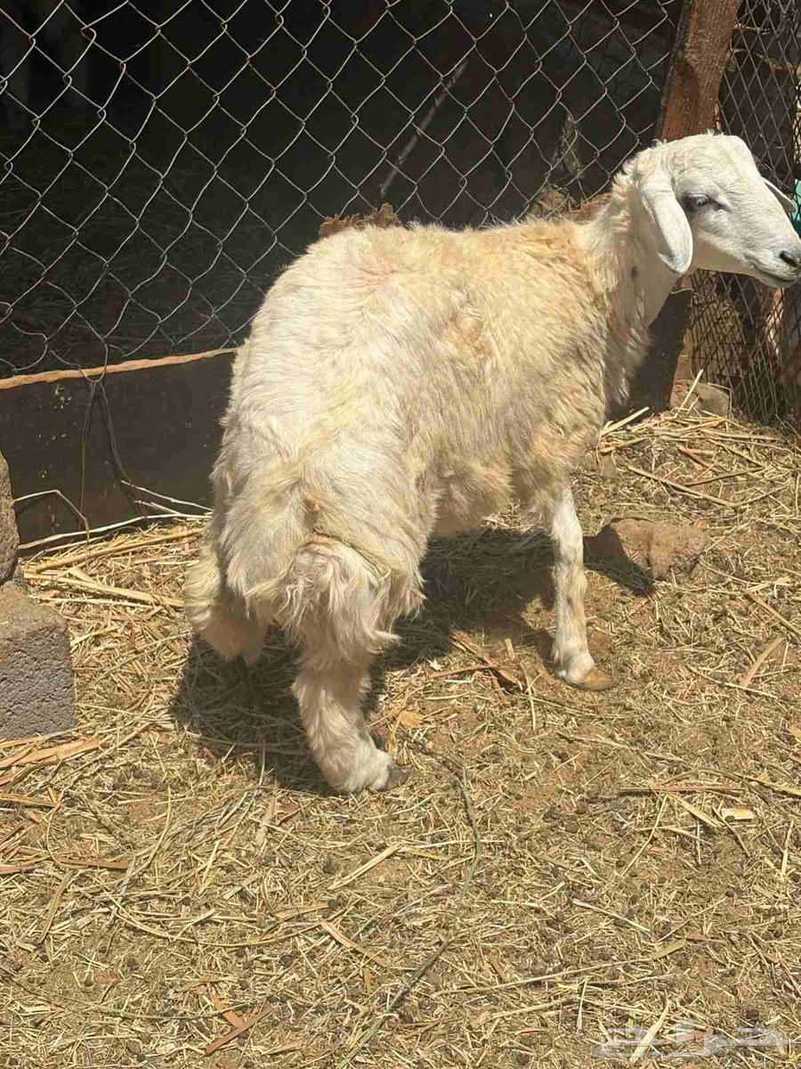 طلي للبيع64620805186818110