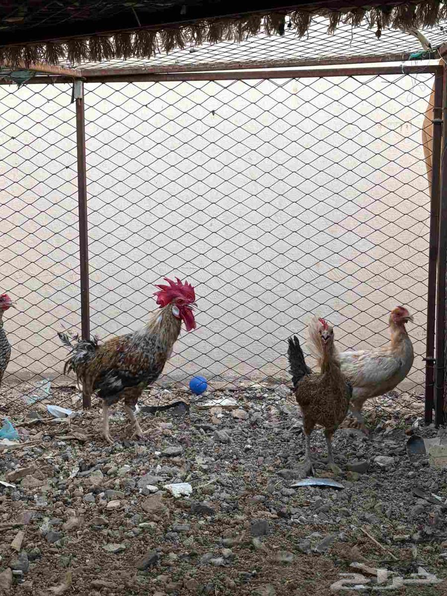 للبيع دجاج64622638068867113