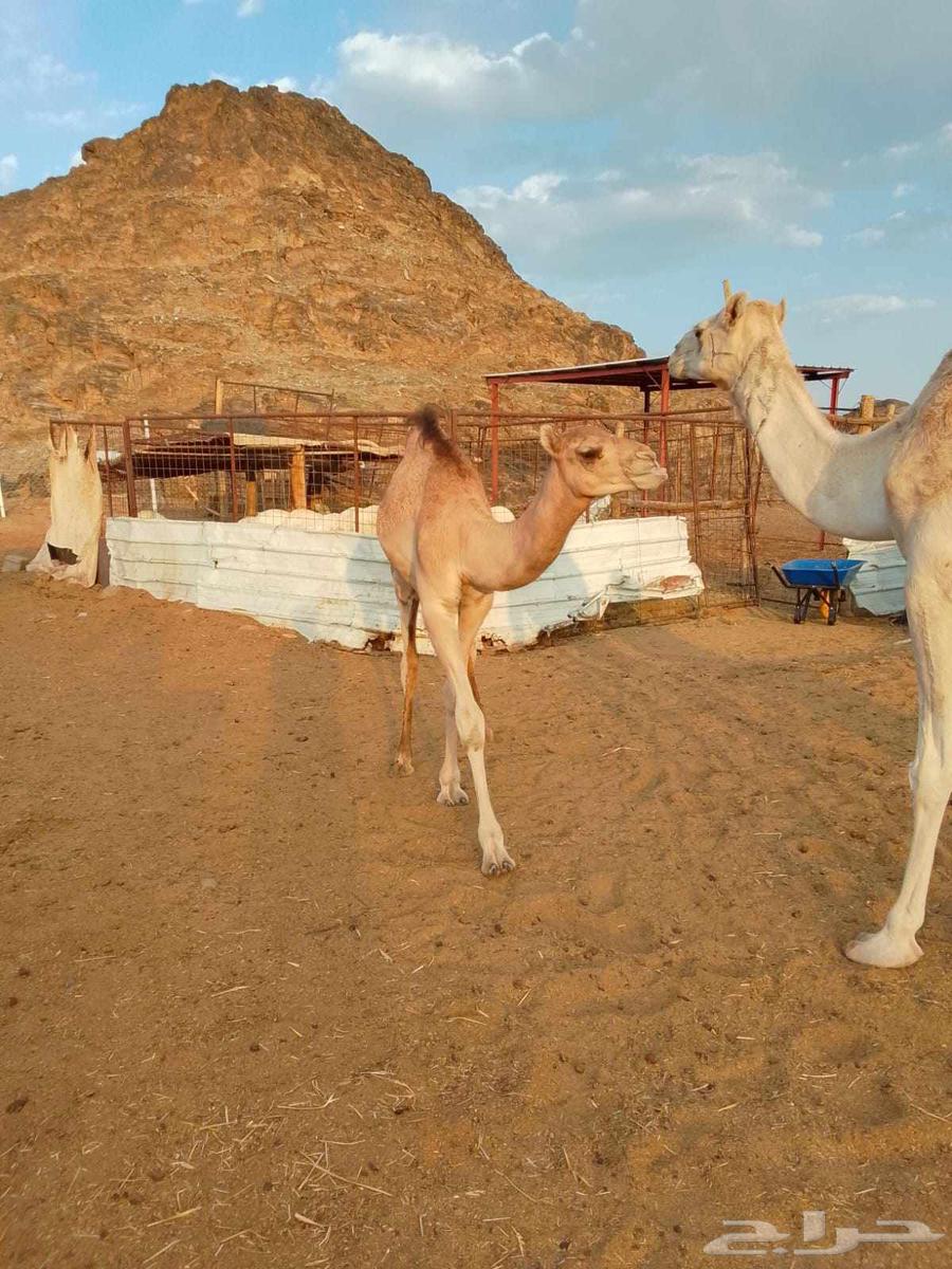 قعود للبيع64622737581313112