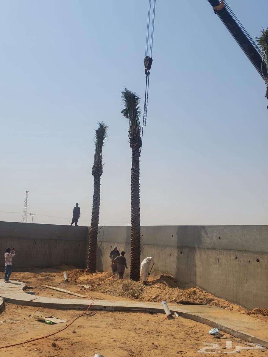 لبيع وشراء جميع انواع. النخيل فروخ وجثايث عربي وواشنطني64622737628035114