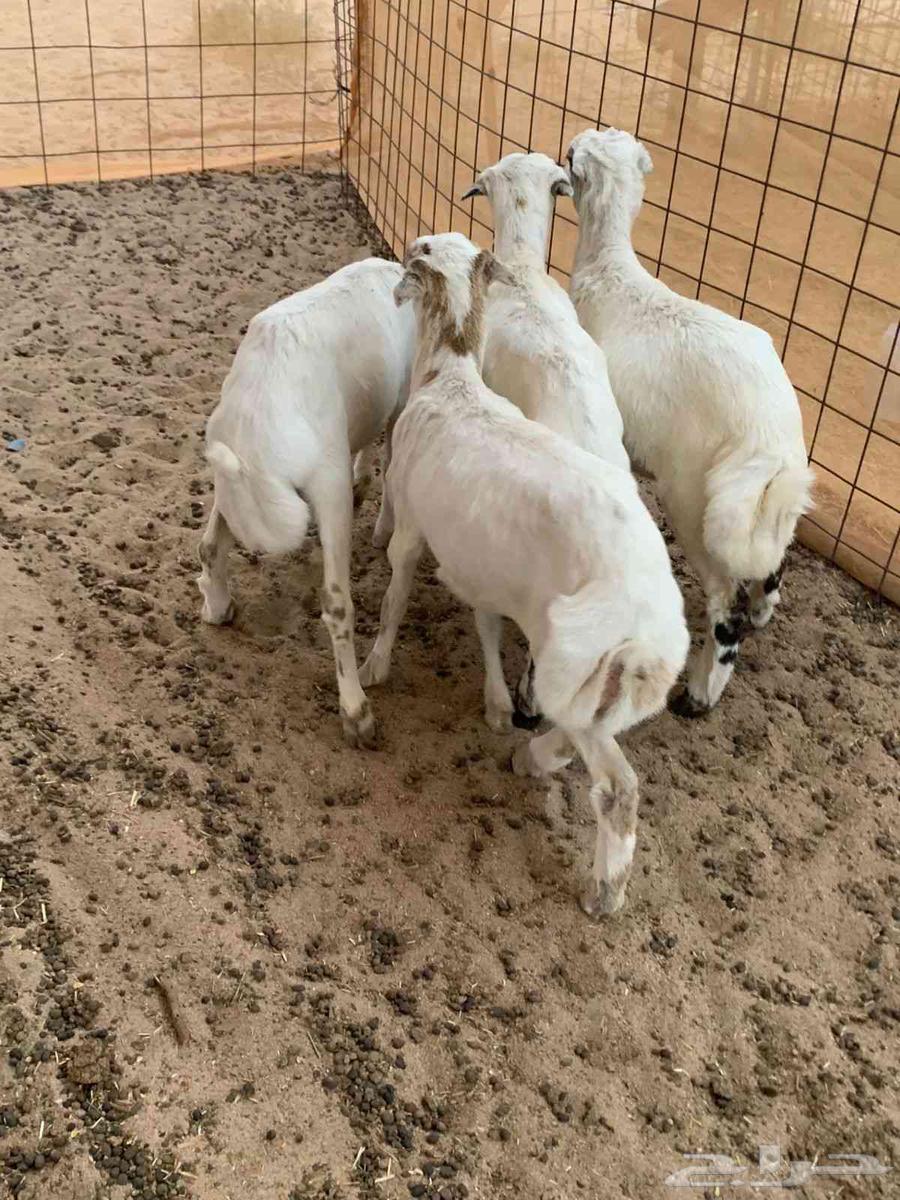 بهم رفيدي مهجن بحري64622986841219111