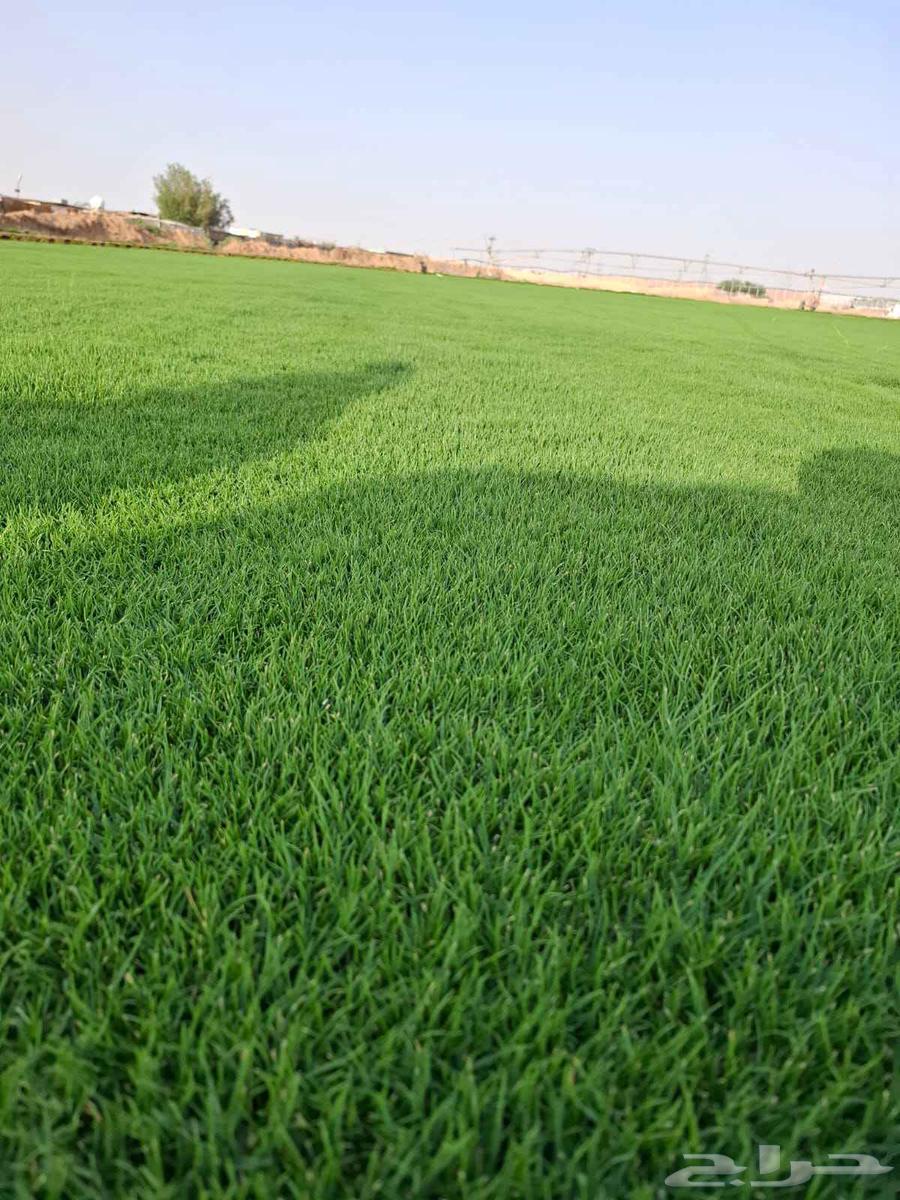 تيل سي 2000 صافي وطبيعي درجة الموقع الخرج64622339362433113