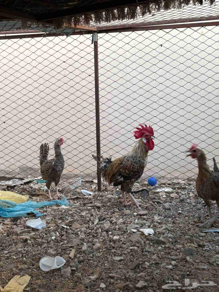 للبيع دجاج64622638068867114