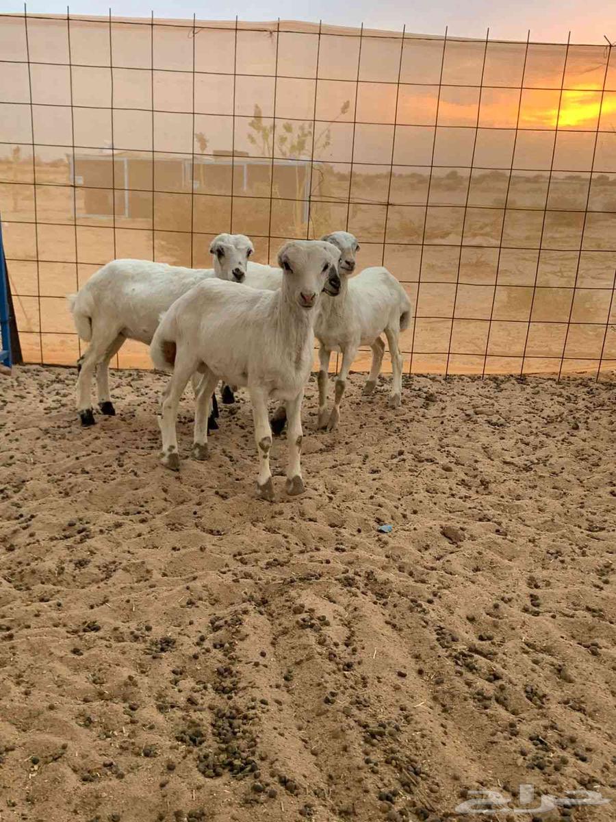 بهم رفيدي مهجن بحري64622986841219110