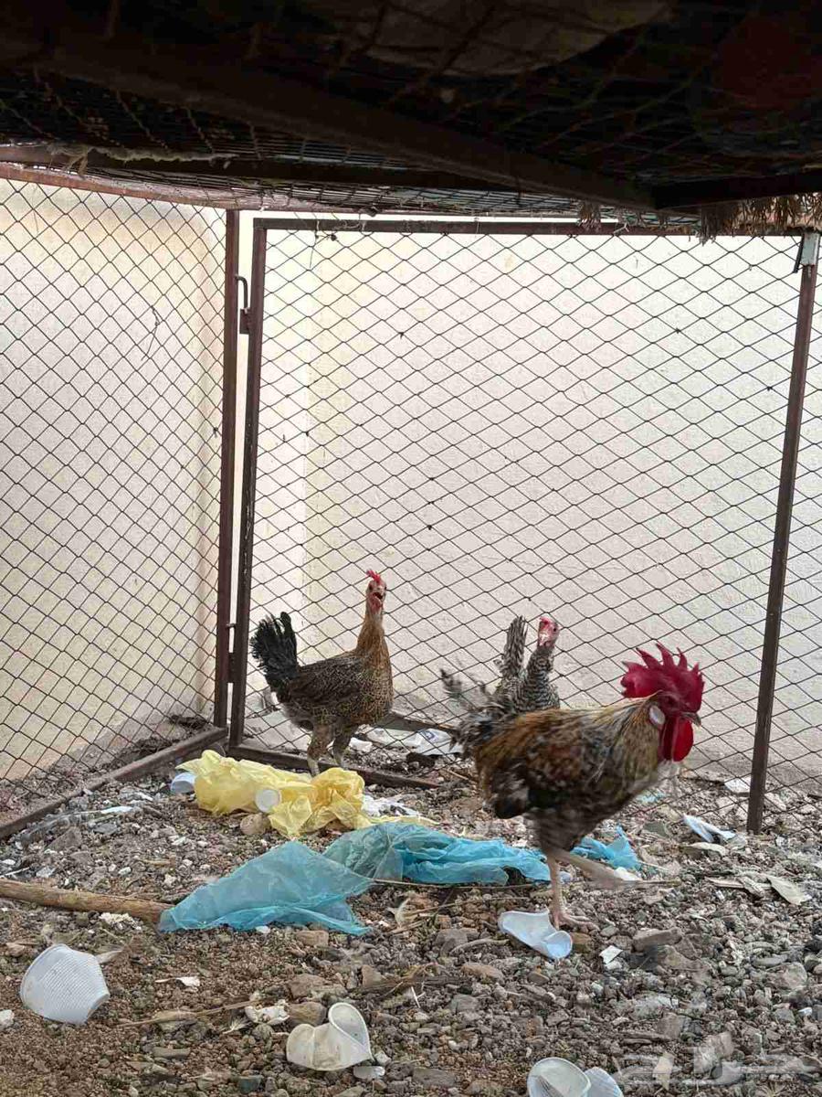 للبيع دجاج64622638068867111