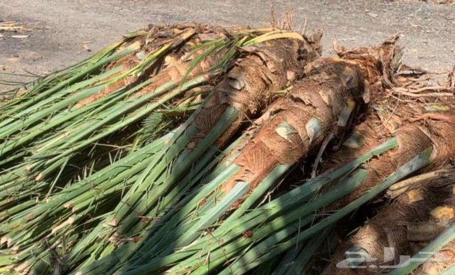 فسايل نخل .. صنو... نخل64618351556353111