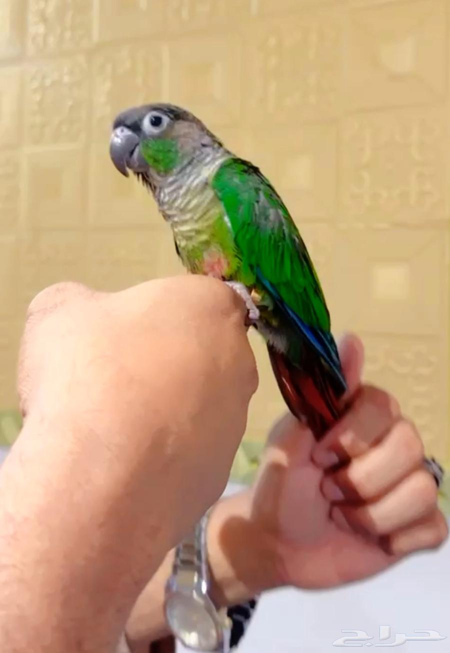 اليف كنيور قرين شيك64620792582915112