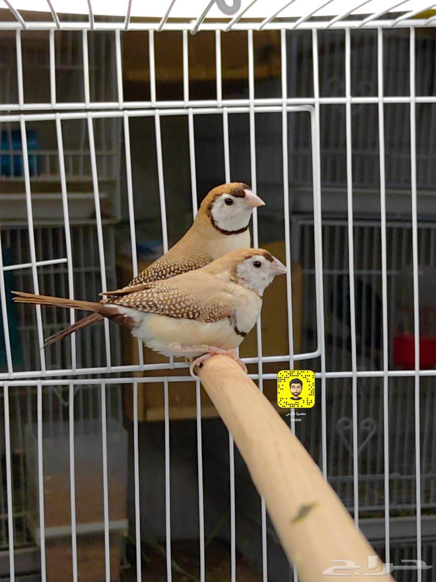 Fench Bio Passport64619038845187111