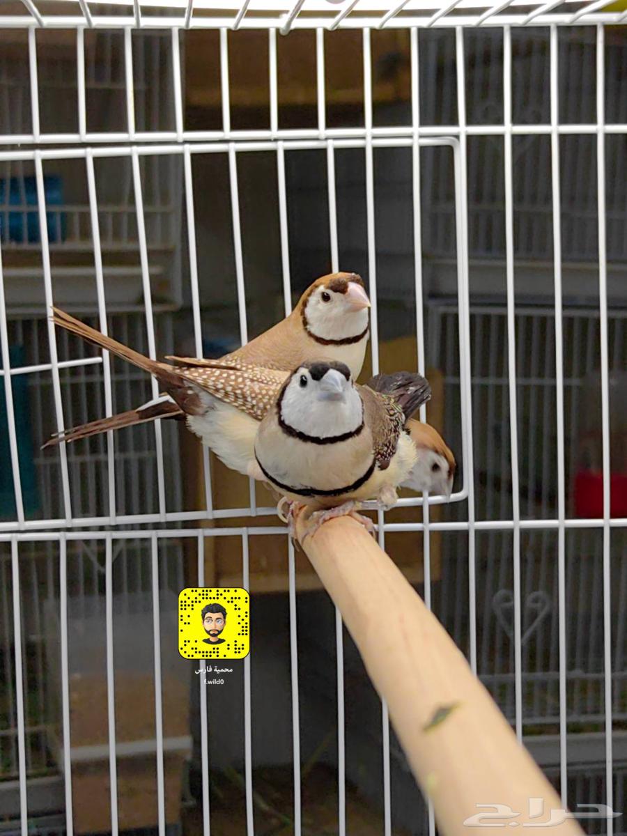 Fench Bio Passport64619038845187110