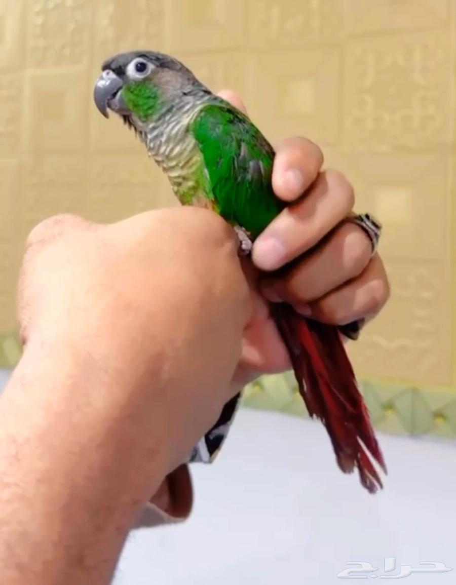 اليف كنيور قرين شيك64620792582915113