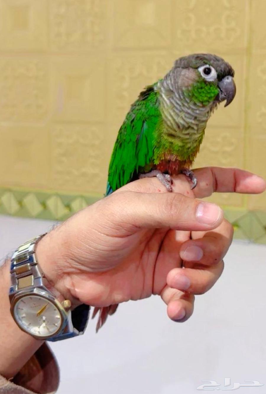 اليف كنيور قرين شيك64620792582915110