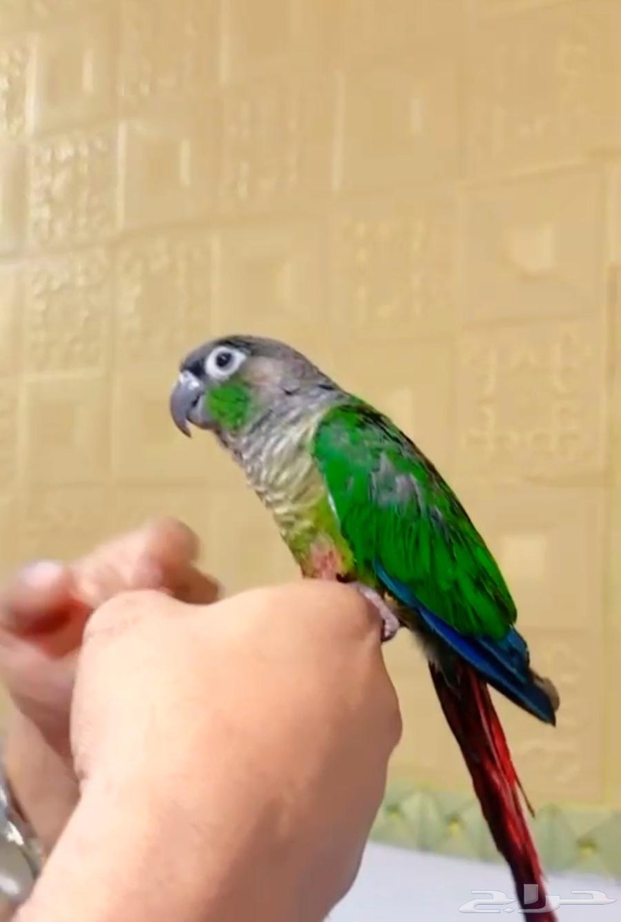 اليف كنيور قرين شيك64620792582915111