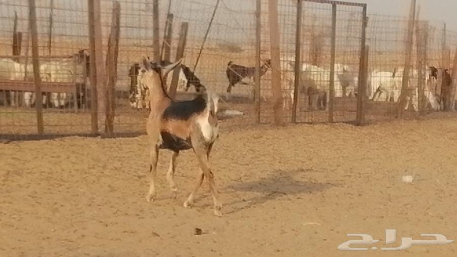 جفرة محايلية صنف فاخرة من معزا محايليات64624107348483112