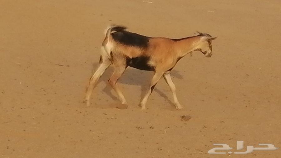 جفرة محايلية صنف فاخرة من معزا محايليات64624107348483113