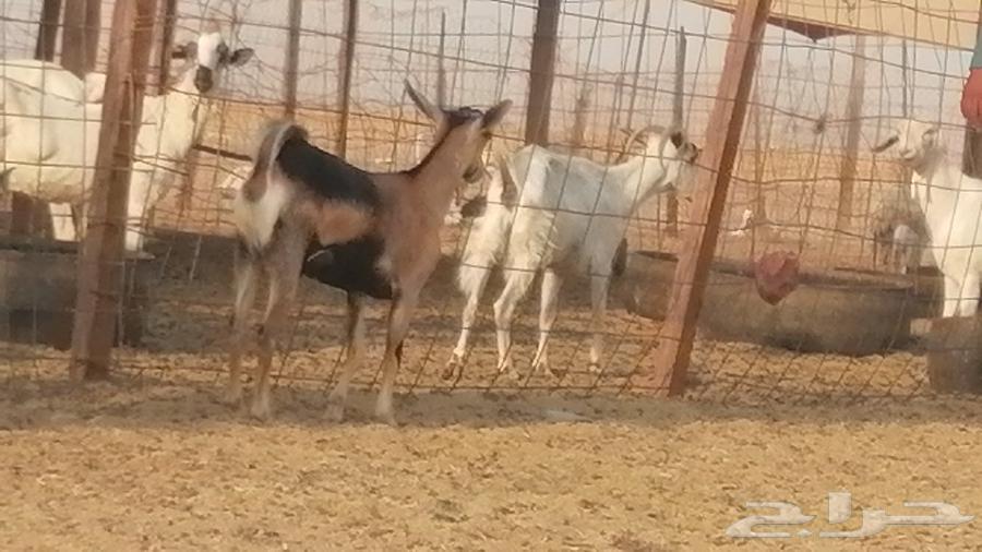 جفرة محايلية صنف فاخرة من معزا محايليات64624107348483114