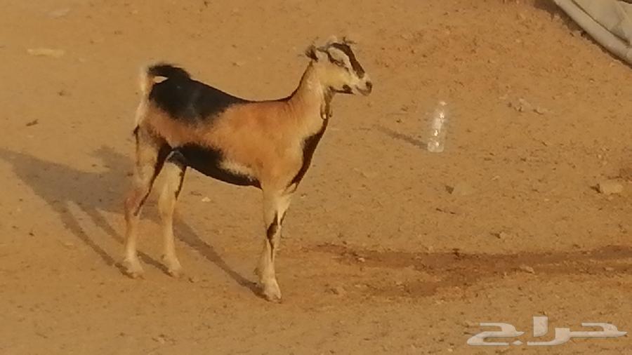 جفرة محايلية صنف فاخرة من معزا محايليات64624107348483110