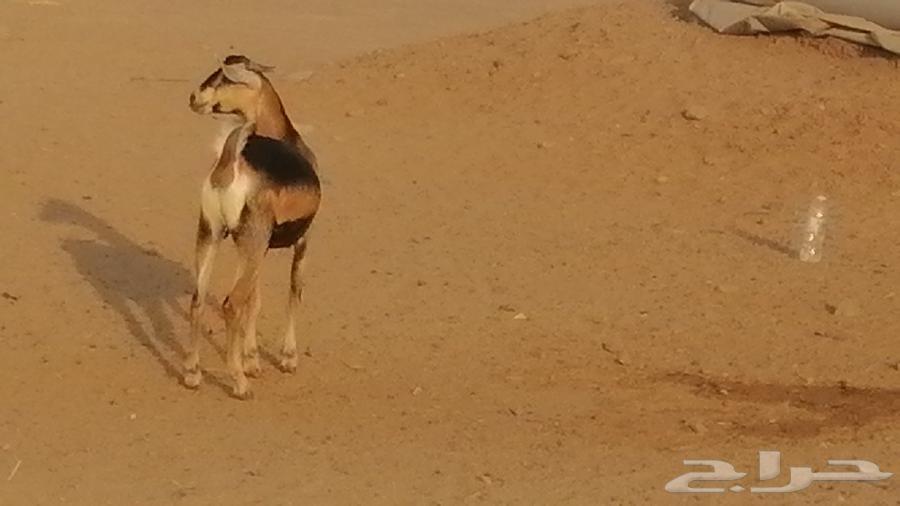 جفرة محايلية صنف فاخرة من معزا محايليات64624107348483111