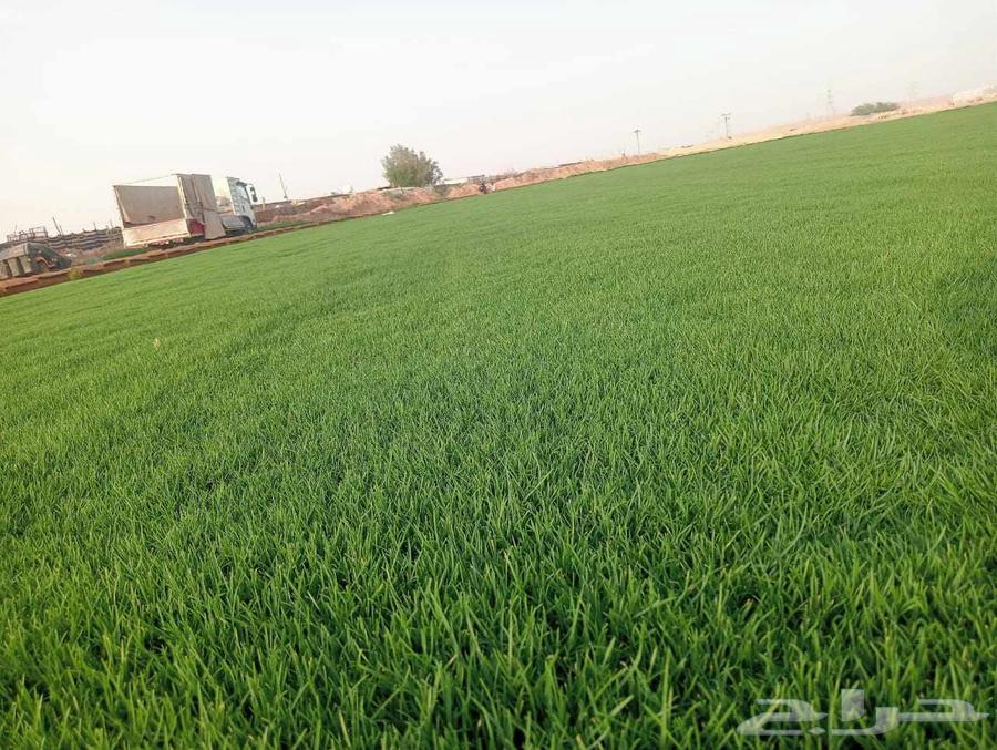 تيل سي 2000صافي وطبيعي الموقع الخرج64622228597635112