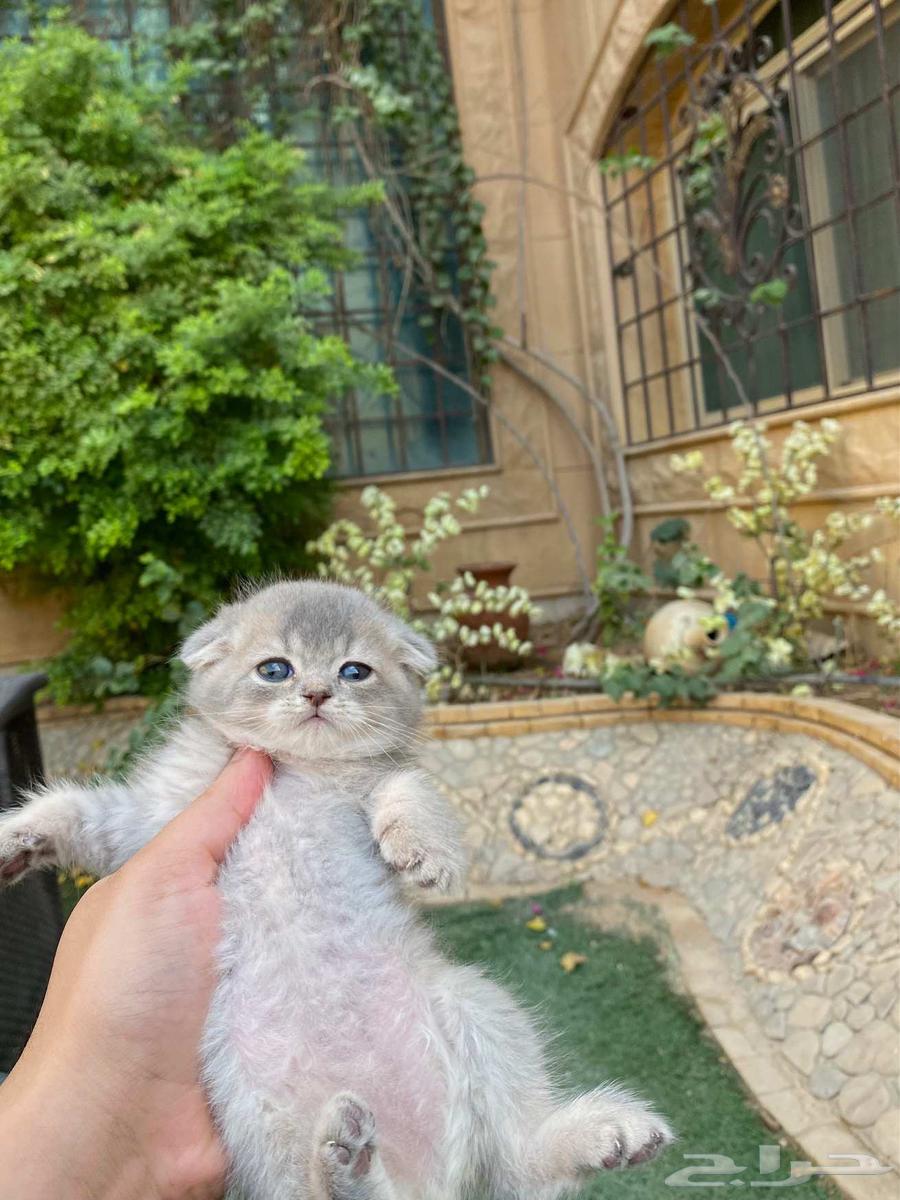 سكوتش مطعمين عروض اليوم الوطني للبيع ولايوجد تبني64617138044163110