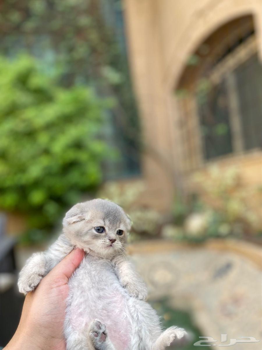 سكوتش فولد مطعمين مدربين للبيع ولايوجد تبني64625821829761112