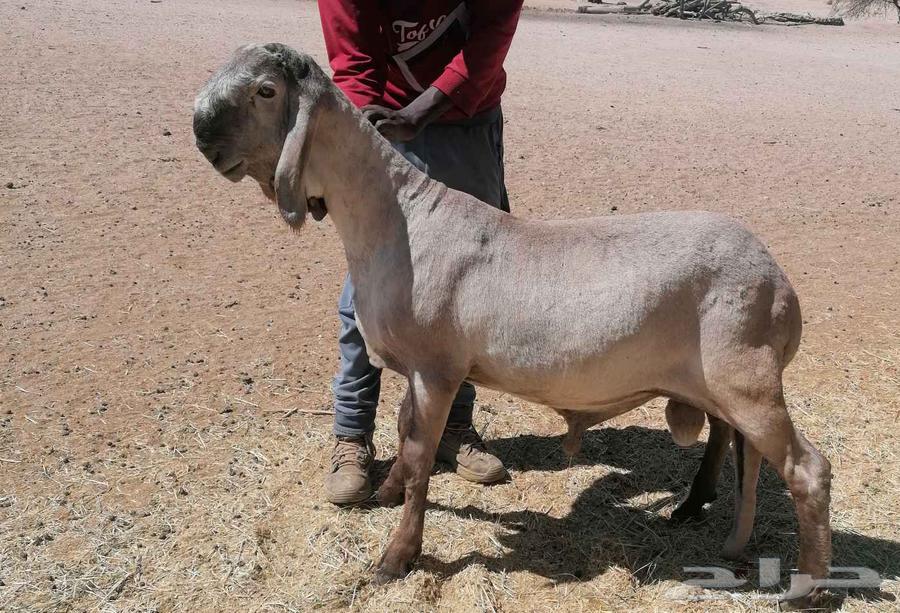 سواكني درماني صنف (تم البيع تم البيع )64619617633154112