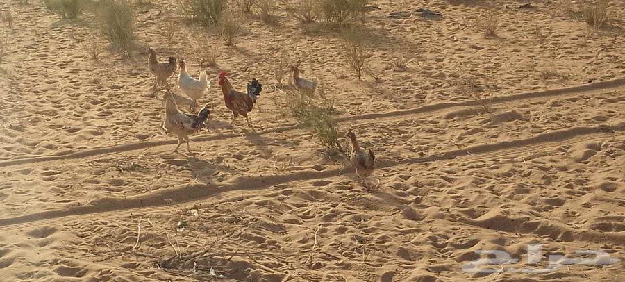 4دجاج وديكين للبيع64625197641731110