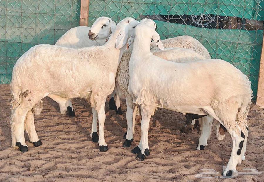 طليان سواكني تربية 4 أشهر تم الببع64615880654210110