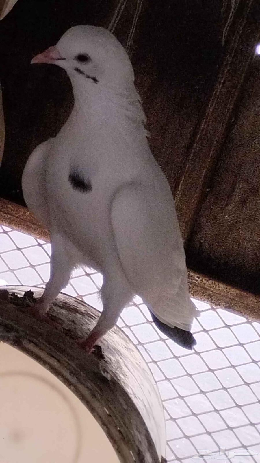 حمام للبيع سليم شرط ومنتج64445716919041113