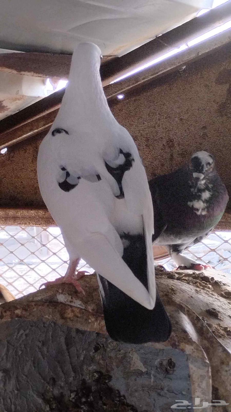 حمام للبيع سليم شرط ومنتج64445716919041114