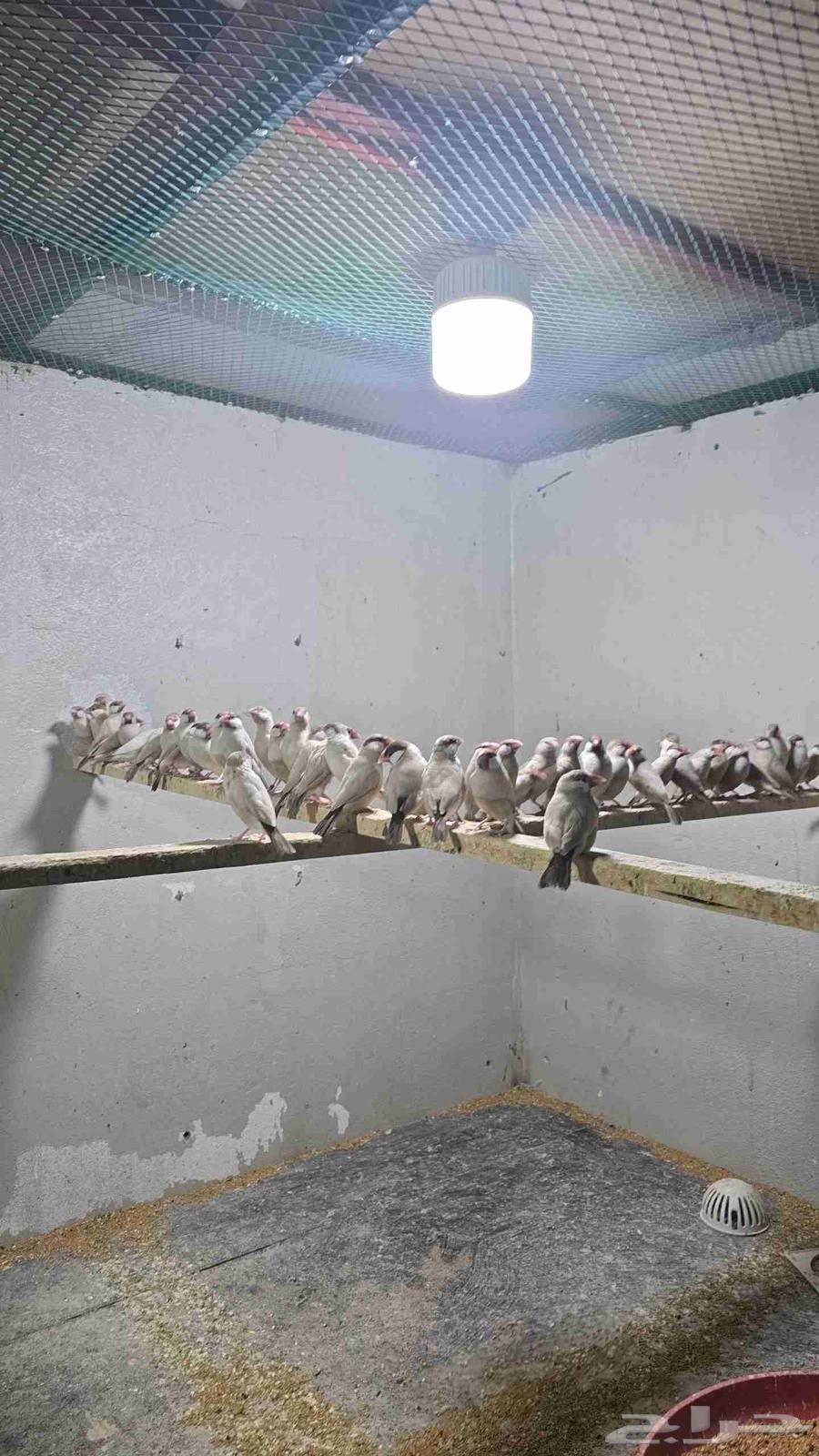 للبيع جاوا كريمي64616566678531110